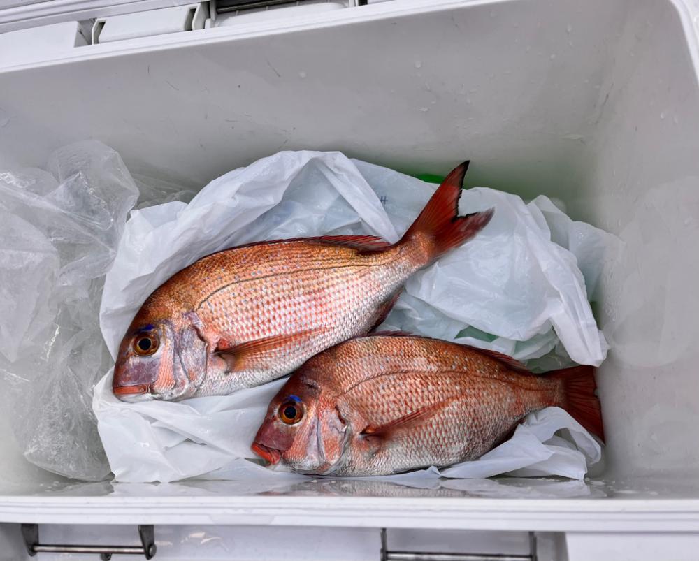 なんとか真鯛ゲット