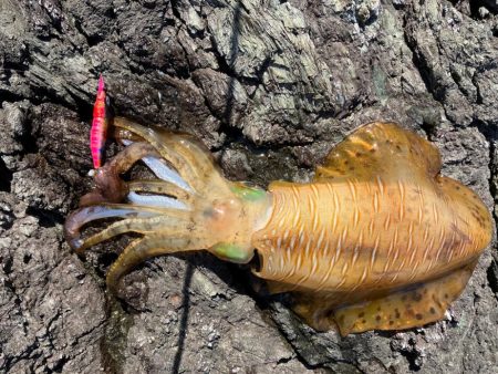 アオリイカ2.5キロオーバーキャッチ🦑