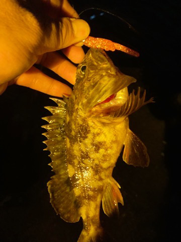 今年初の沖堤は・・・