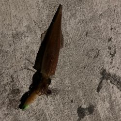 シーズン終盤のヤリイカ