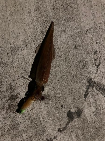 シーズン終盤のヤリイカ