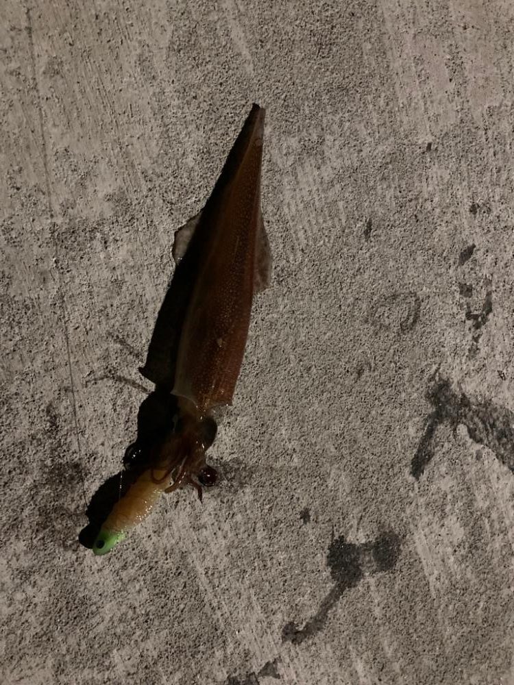 シーズン終盤のヤリイカ