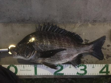 なんとか、チヌ。