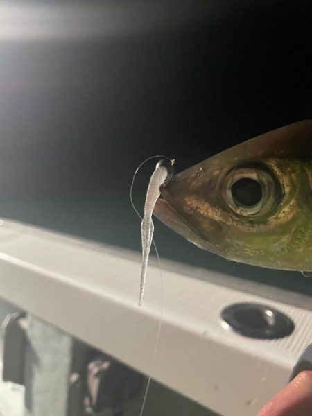 ボートアジング🌊🛥