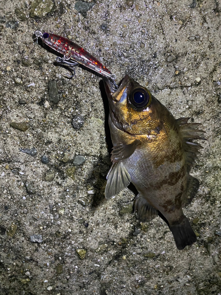 メバキング初釣果