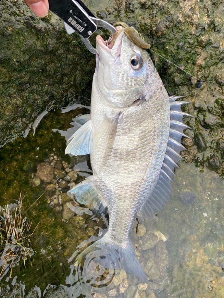 チニング 1時間で4匹