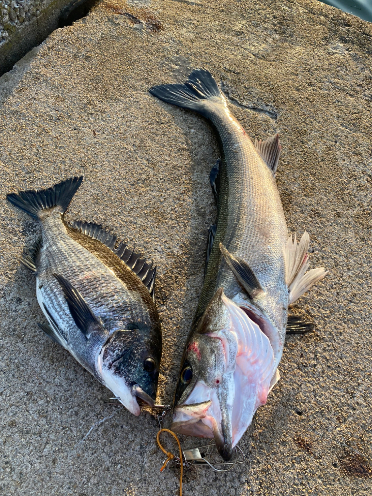 クロダイとシーバス