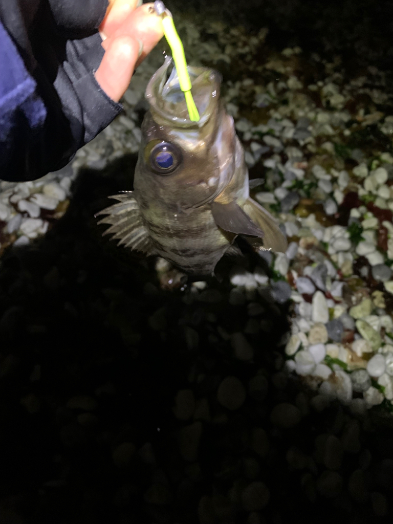 メバリングデビュー