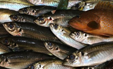 尺アジ連発！&アコウも！