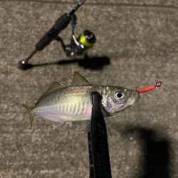 舞鶴でアジング