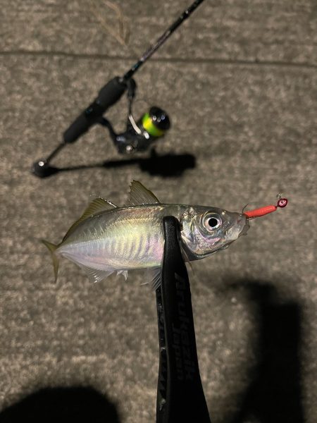 舞鶴でアジング