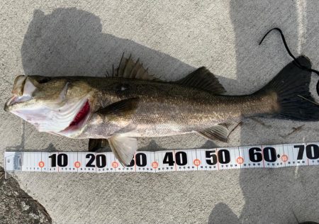 朝マヅメ青物狙いとシーバス