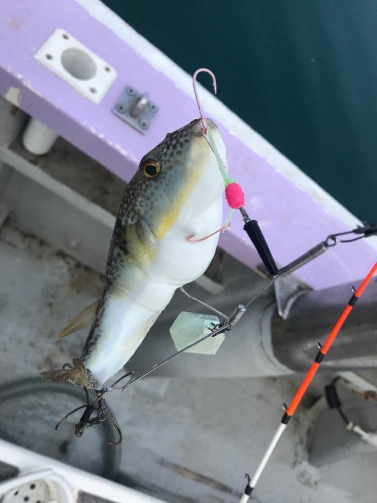 室津の流しカットウ