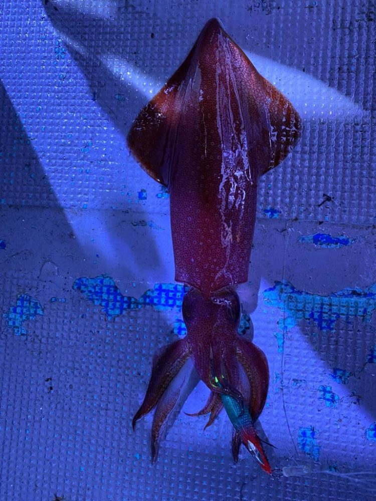 ヤリイカメタルのはずが…