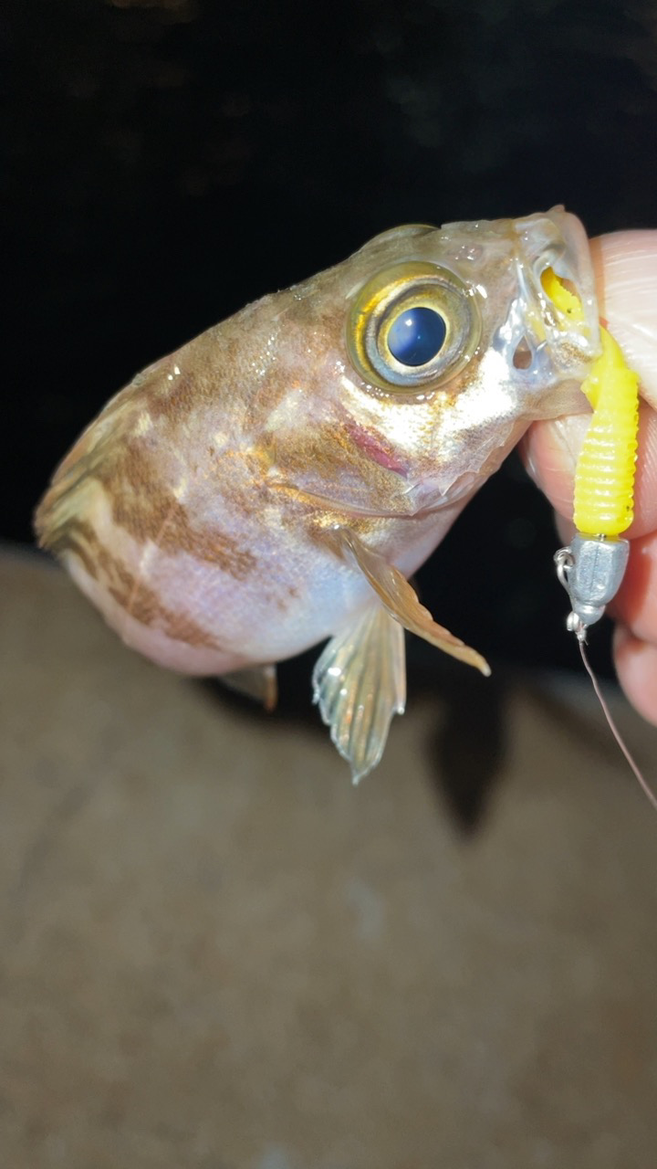 爆風メバリング