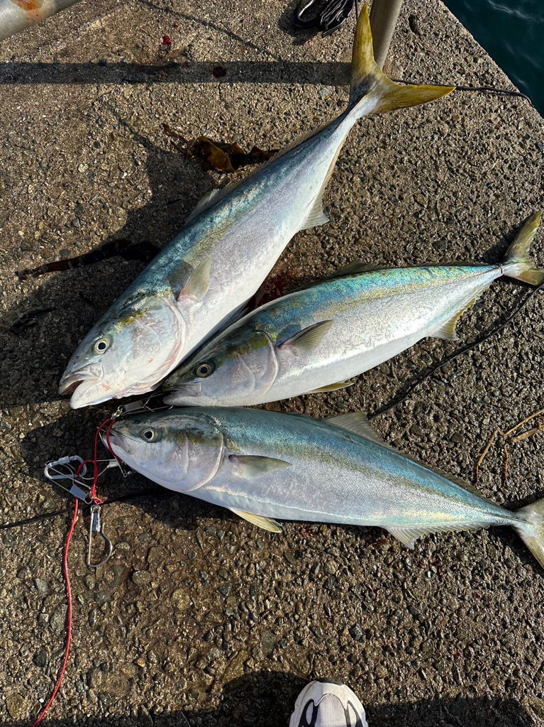 遂に念願の陸っぱりブリ！！