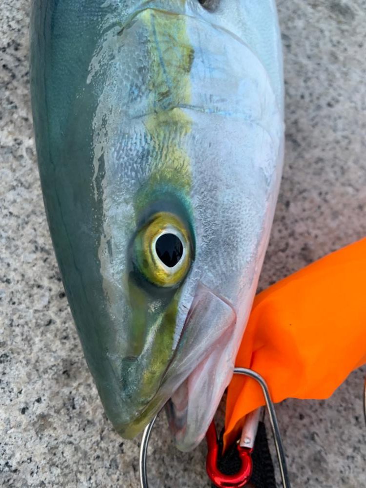 逃した魚は。。