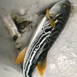 超爆！室津のカットウ