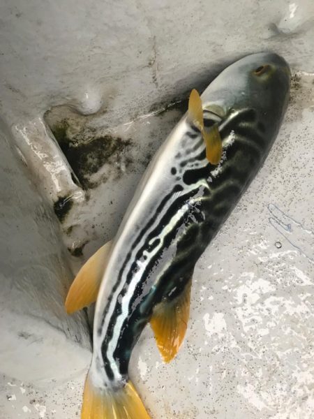 超爆！室津のカットウ