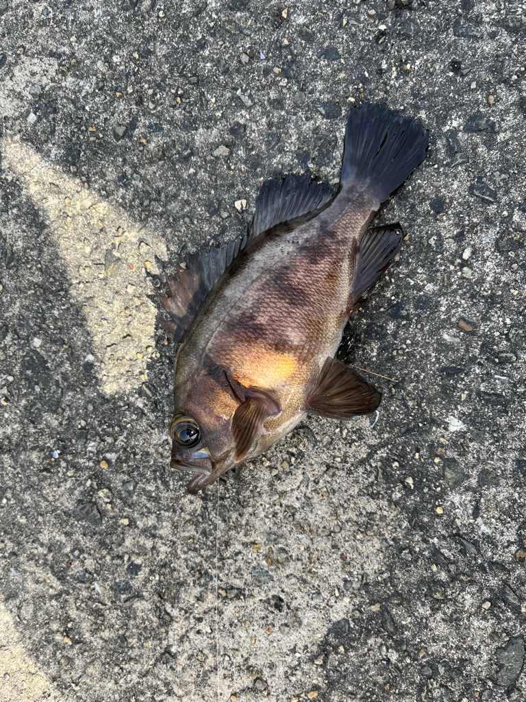 ムコイチ（エビ撒き）