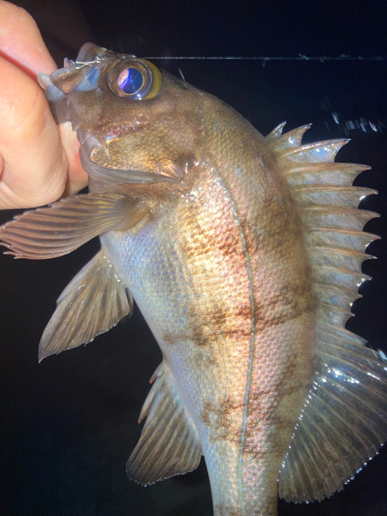 2023ライトゲーム第14戦