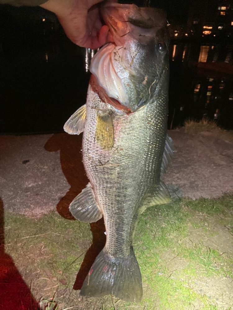 ブルフラットで55cm!!