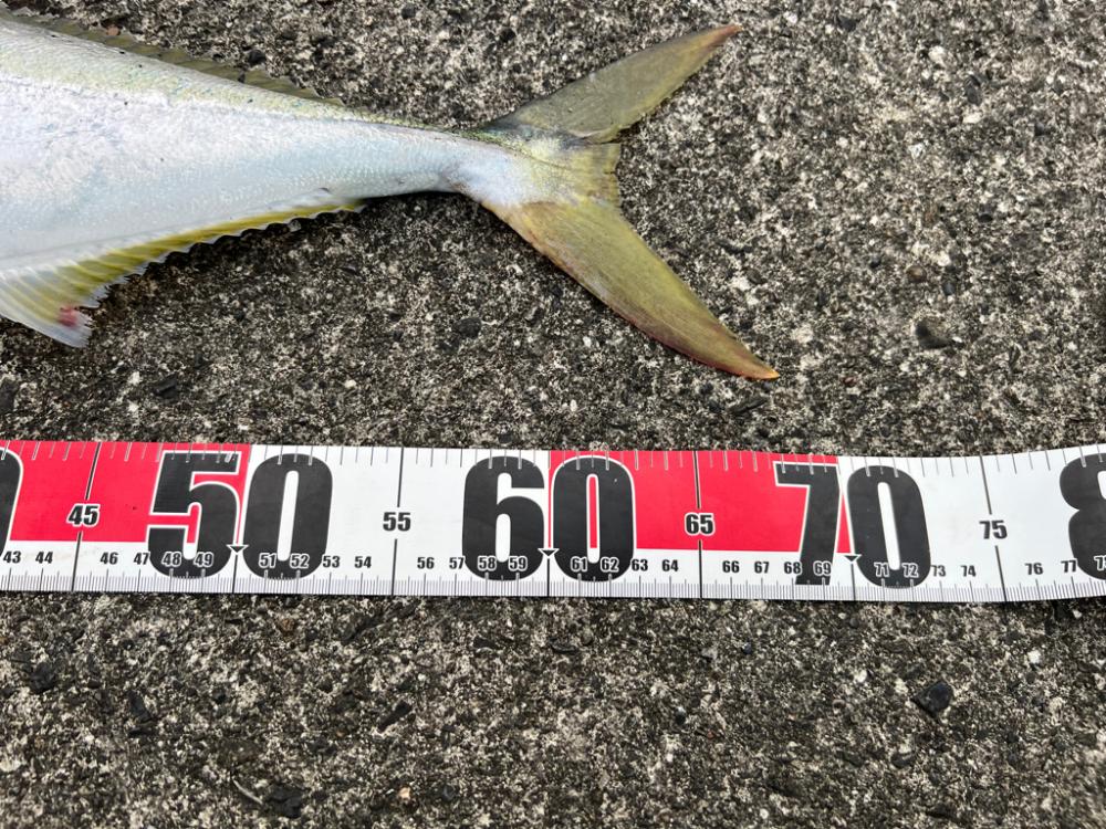 まだ青物モード継続中！