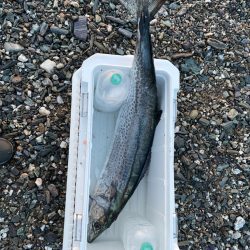 歴代最大サイズ更新