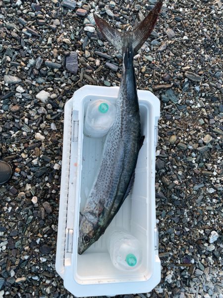 歴代最大サイズ更新