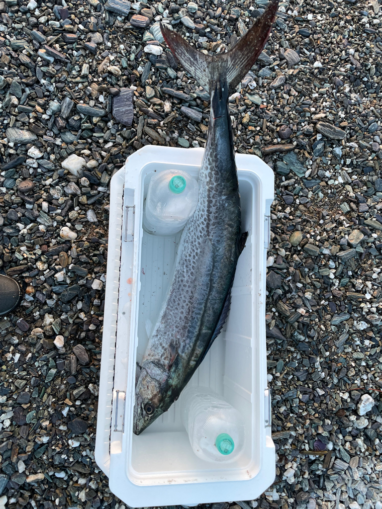 歴代最大サイズ更新