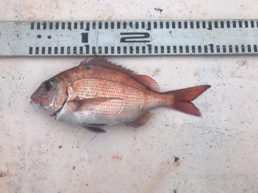 4/25 橘湾ジギング&タイラバ