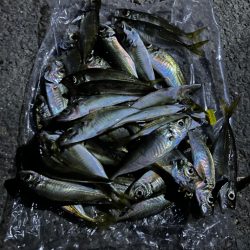 アジングリベンジ