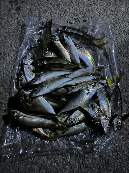 アジングリベンジ