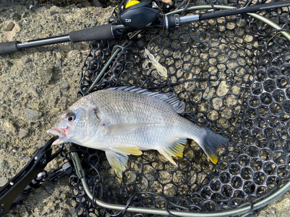 淀川チニング キビレキビレキビレ