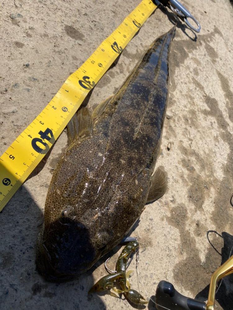 春のマゴチング