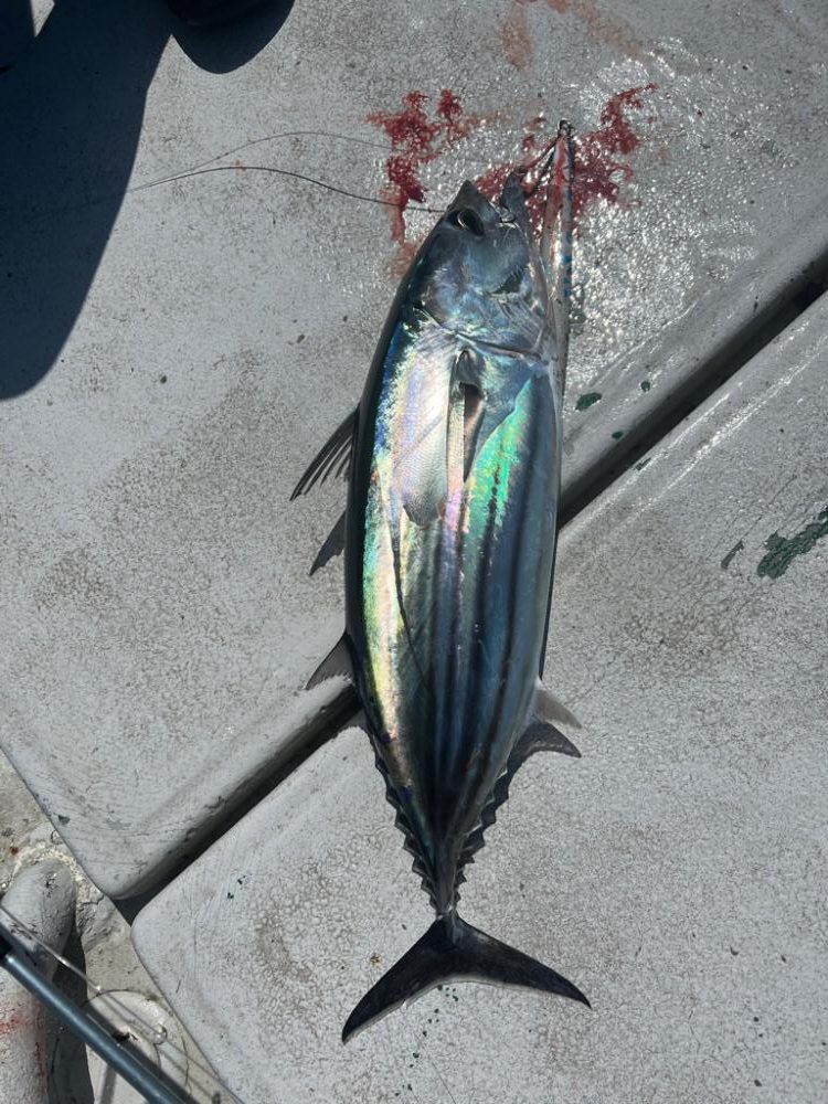 2回目のトンジギ