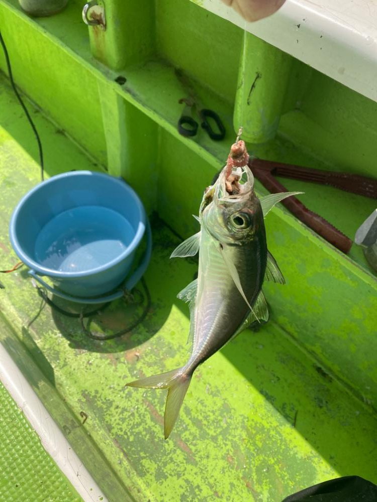 またいしもちー