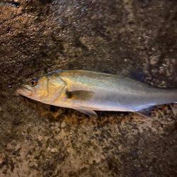 雨後の増水パターン