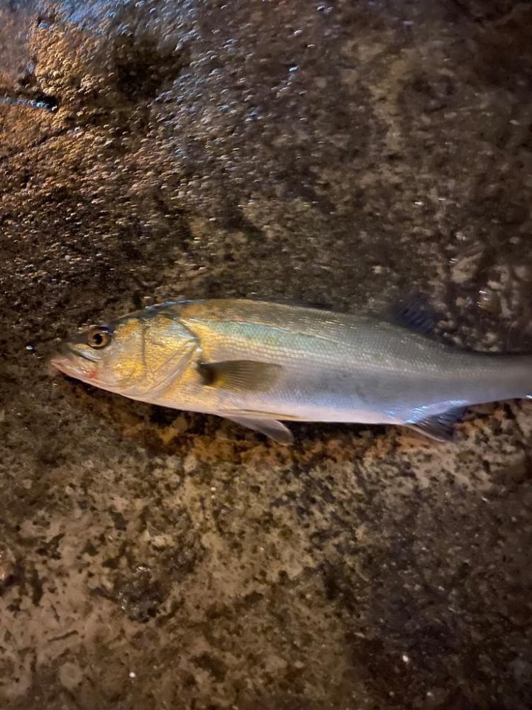 雨後の増水パターン