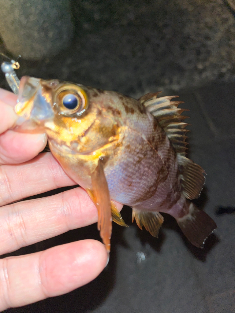 久々にマリーナシティへ