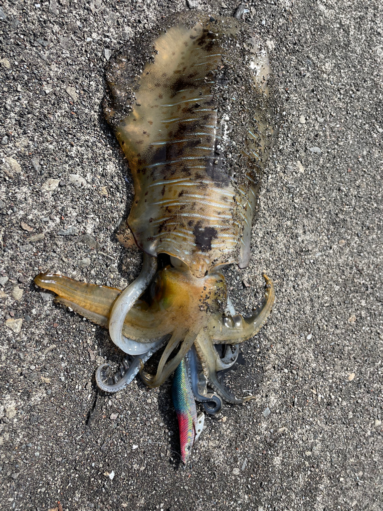 激渋のデイエギングでキロアップ