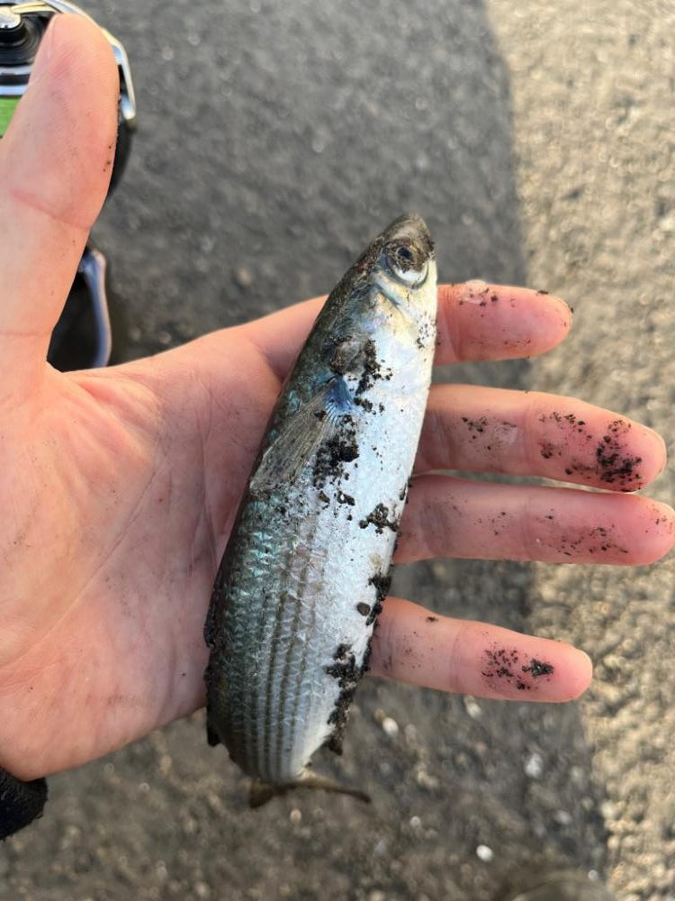 春のタケノコ祭り継続中?