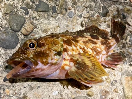 バチはまだ？ガシラと遊んできましたにゃ！