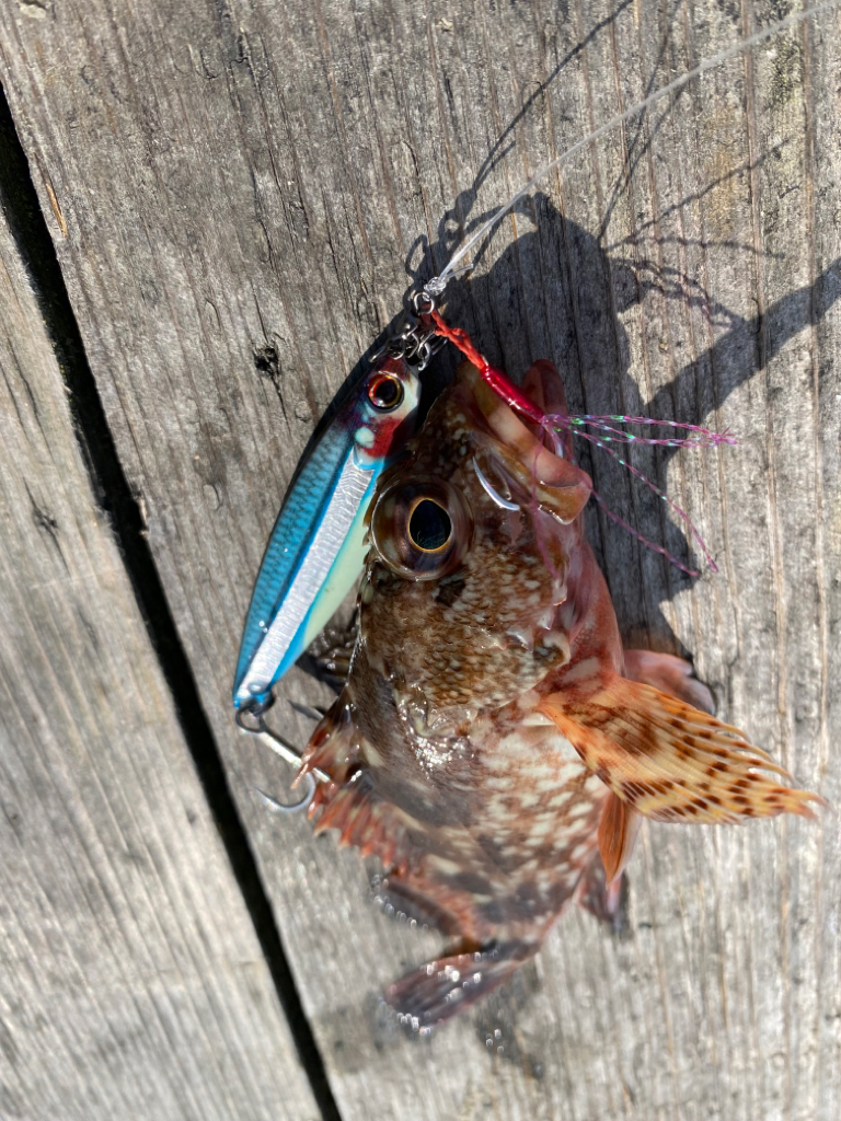 イカゲーム開幕!