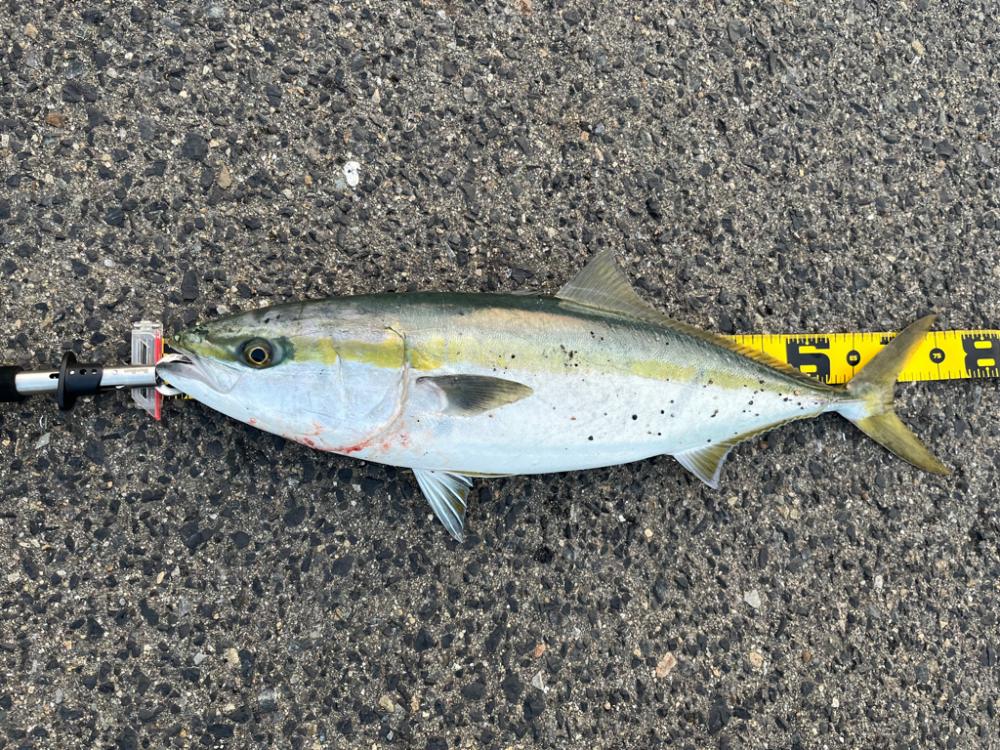 大阪湾 ショアジギング