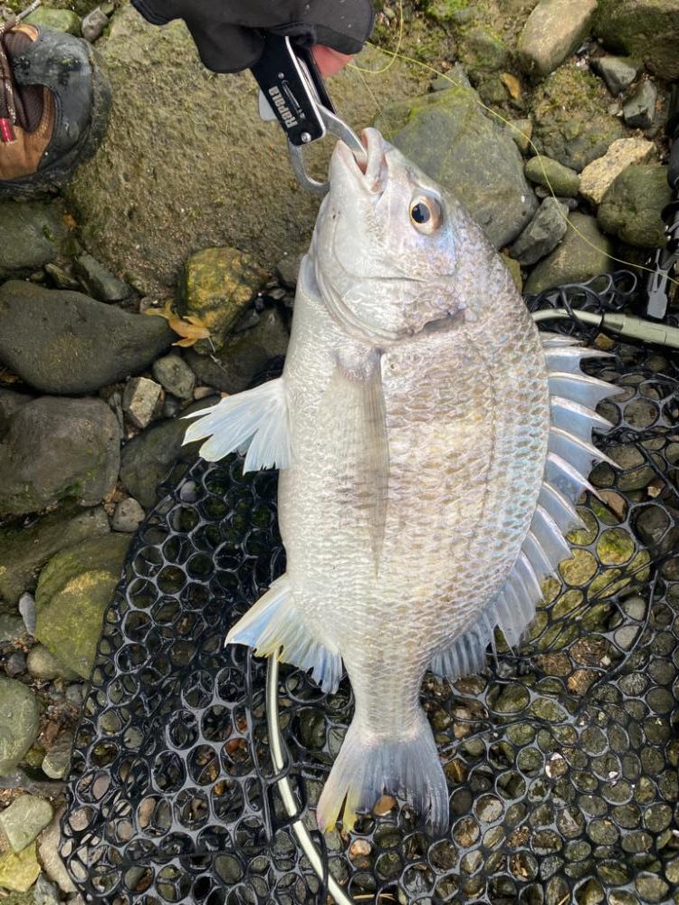 チニング  所により入れ食い