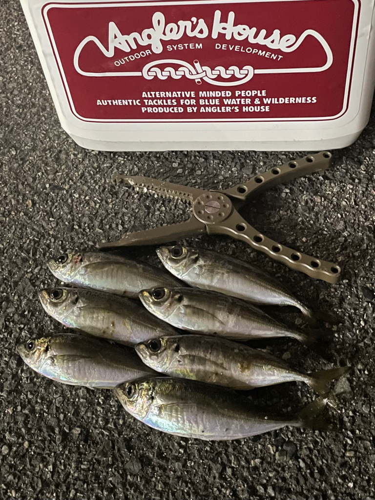 ジグ単de〜アジング^ ^