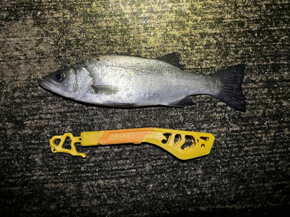 シーバスを探して三千里 Vol.4