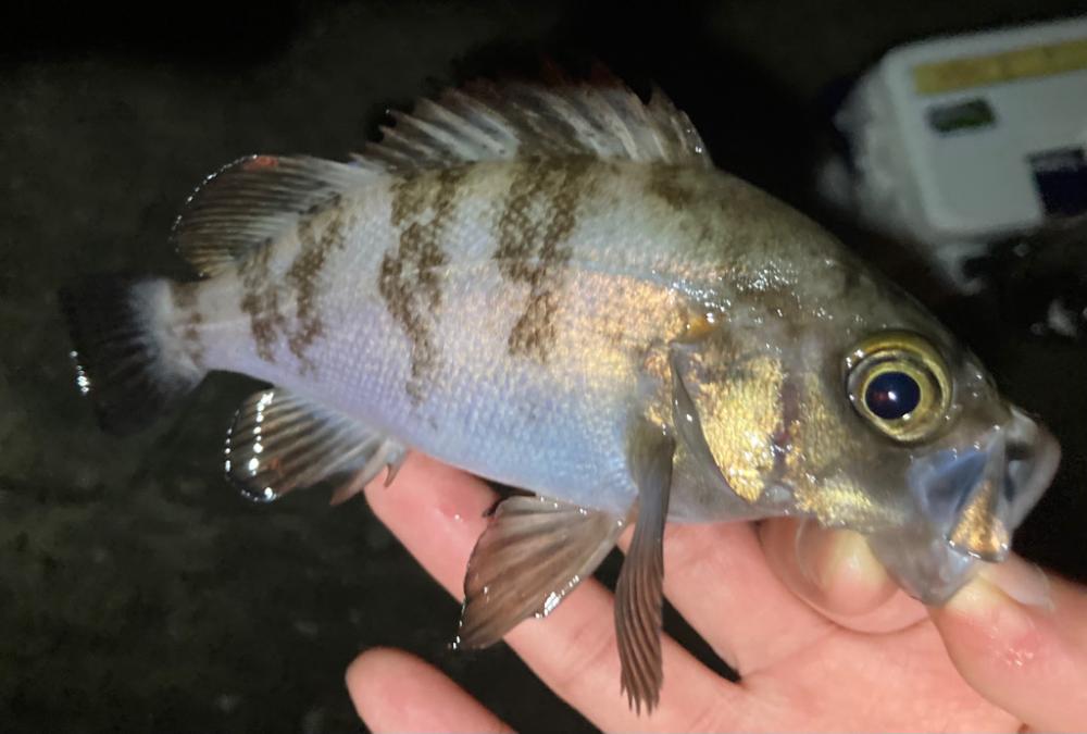 美味しいやつ👍