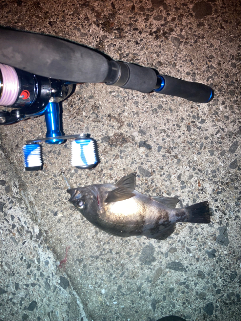 メバルプラッギング